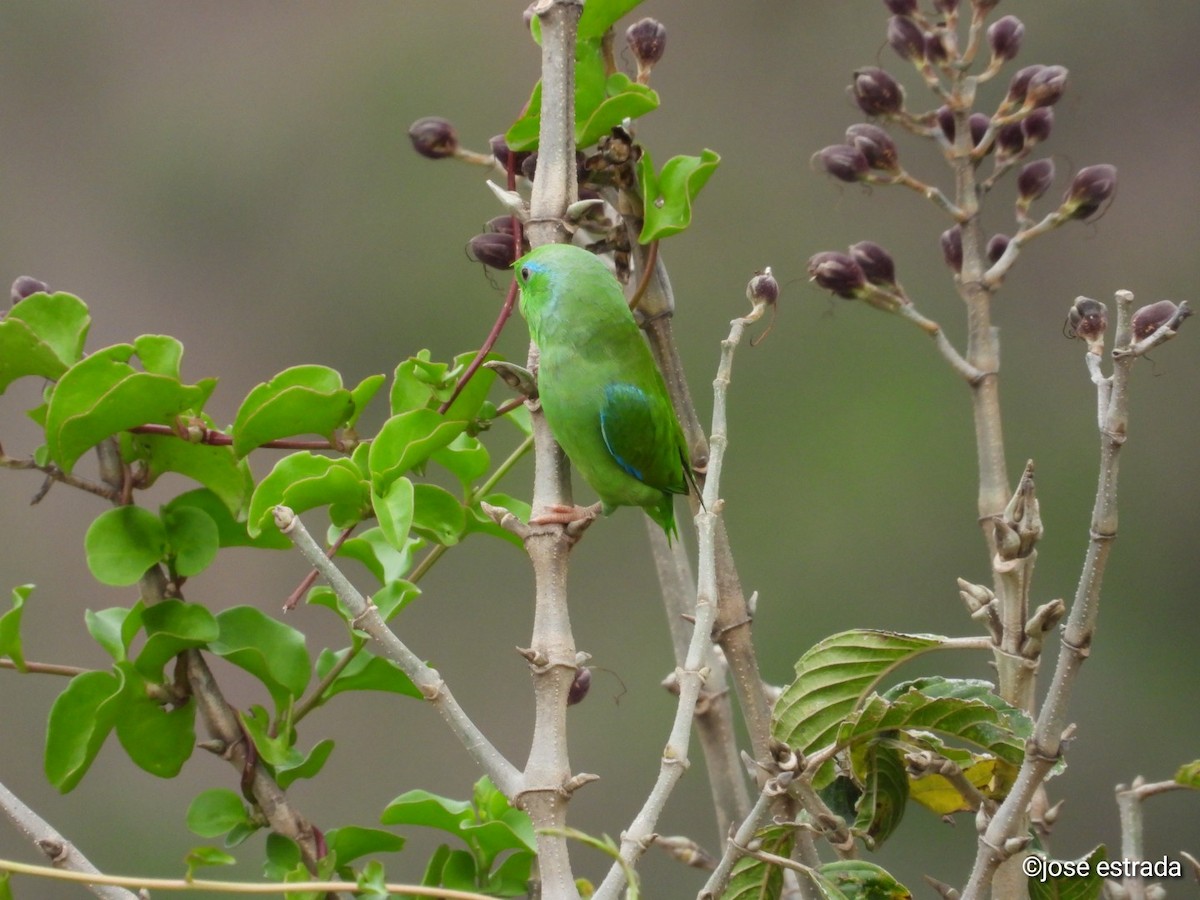 Spectacled Parrotlet - ML618994542