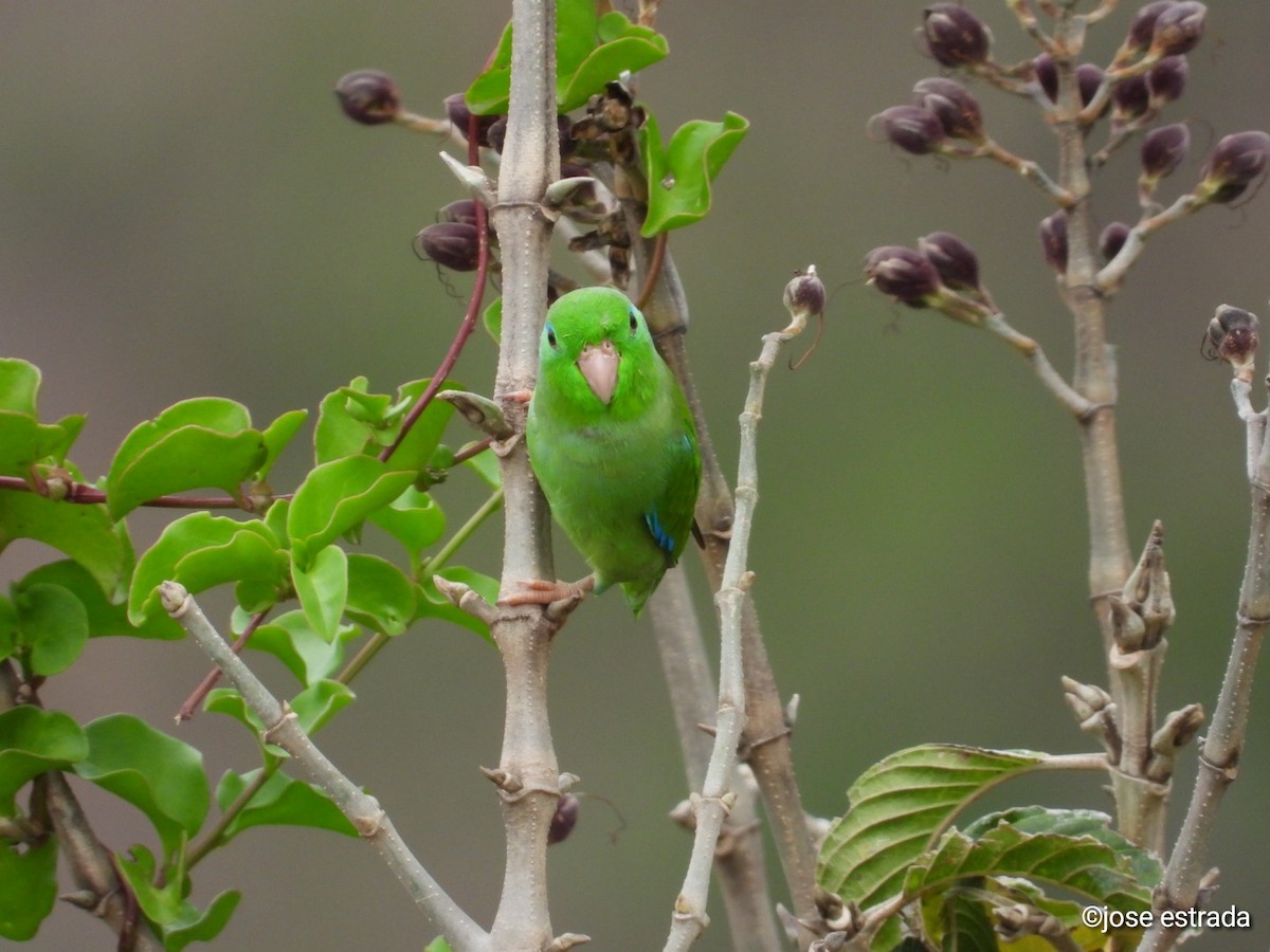 Spectacled Parrotlet - ML618994544