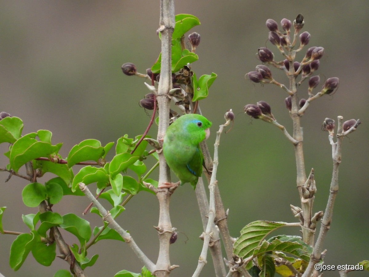 Spectacled Parrotlet - ML618994545