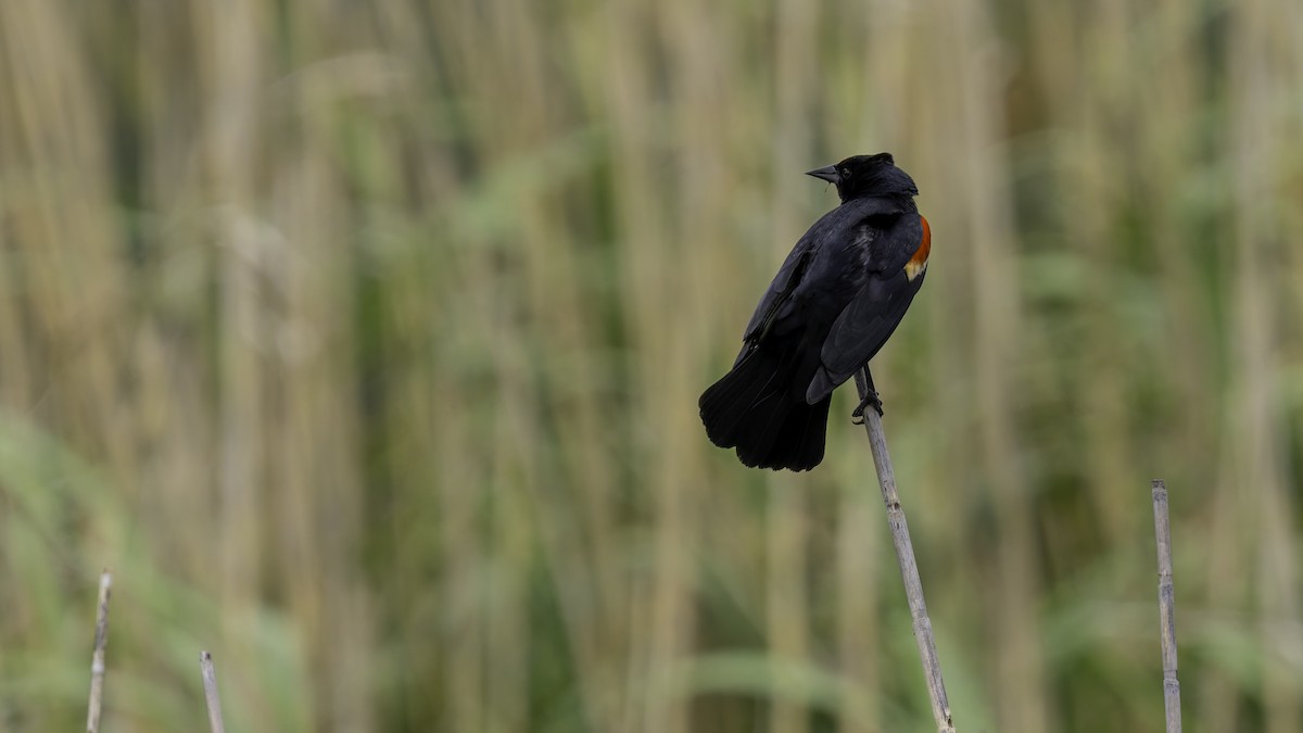 Red-winged Blackbird (Red-winged) - ML618994557