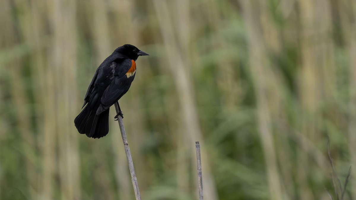 Red-winged Blackbird (Red-winged) - ML618994571