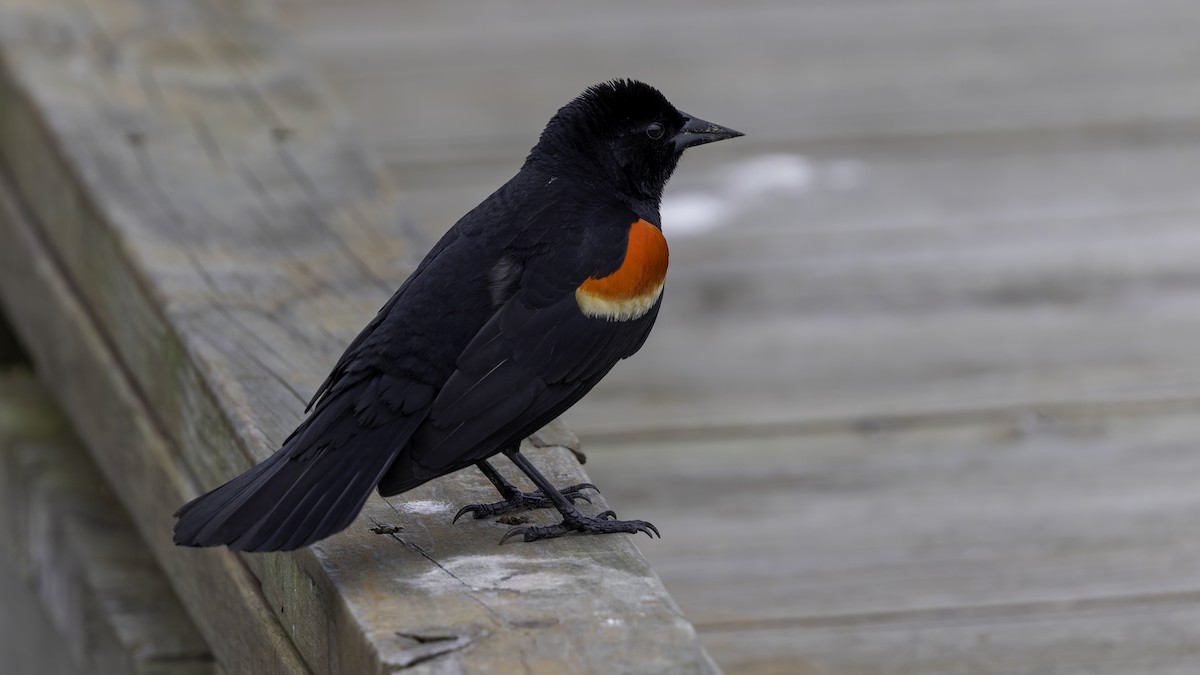 Red-winged Blackbird (Red-winged) - ML618994590