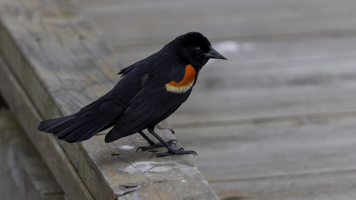 Red-winged Blackbird (Red-winged) - ML618994591
