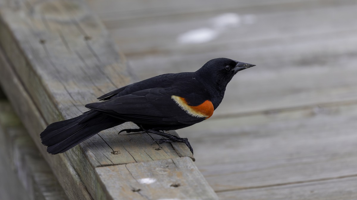Red-winged Blackbird (Red-winged) - ML618994593