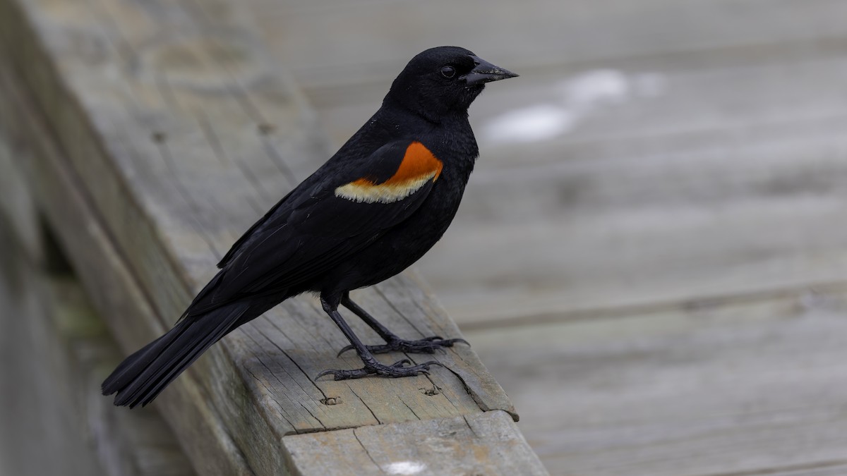 Red-winged Blackbird (Red-winged) - ML618994594
