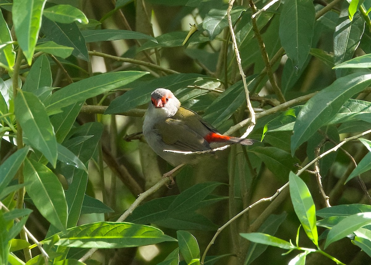 Red-browed Firetail - Rachel Lawrence