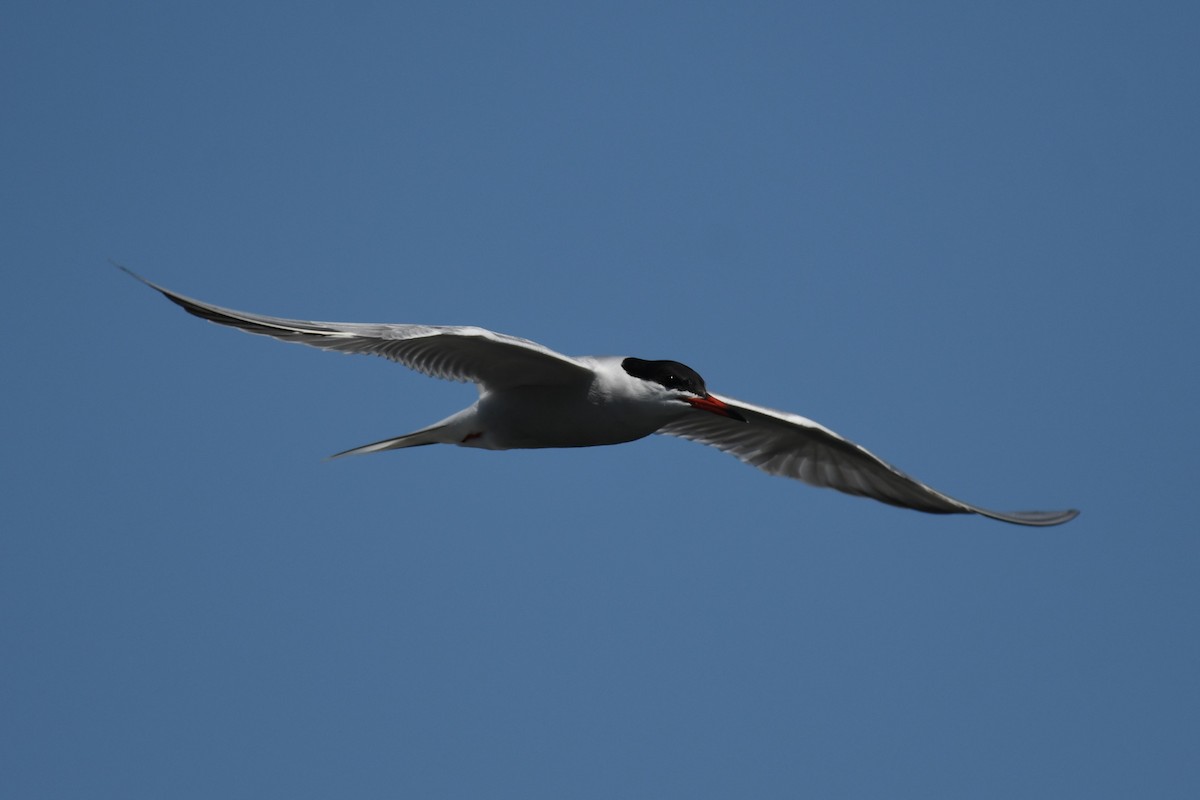 Common Tern - Tristan Jobin