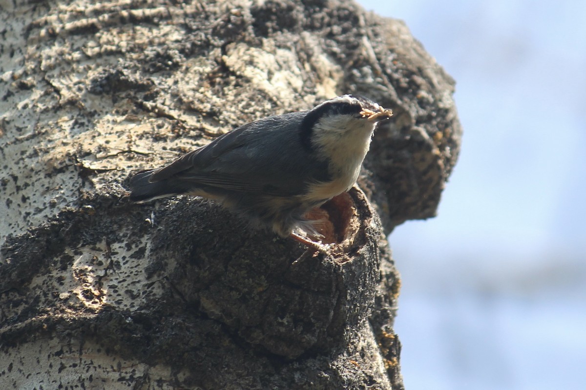 Red-breasted Nuthatch - Quinn Desilets