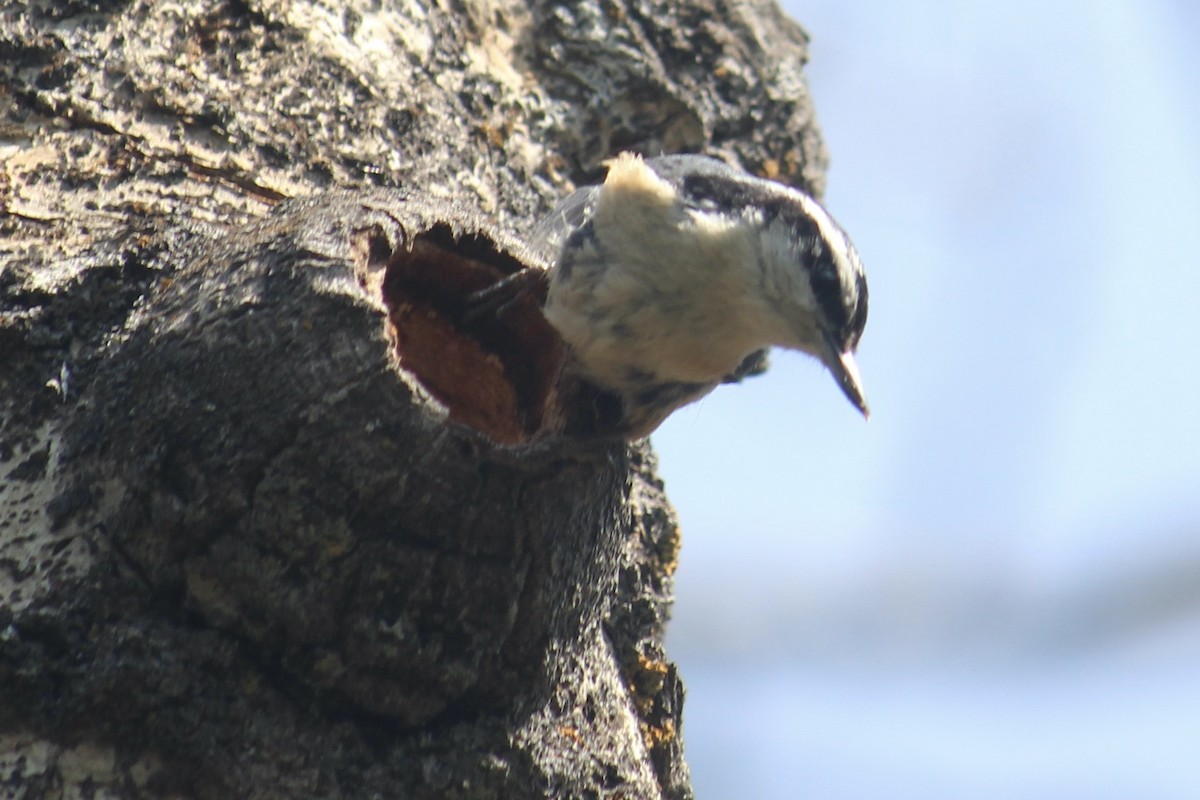 Red-breasted Nuthatch - ML618994732