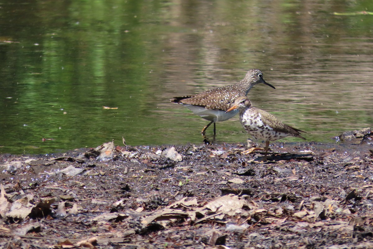 Spotted Sandpiper - Catherine Boisseau