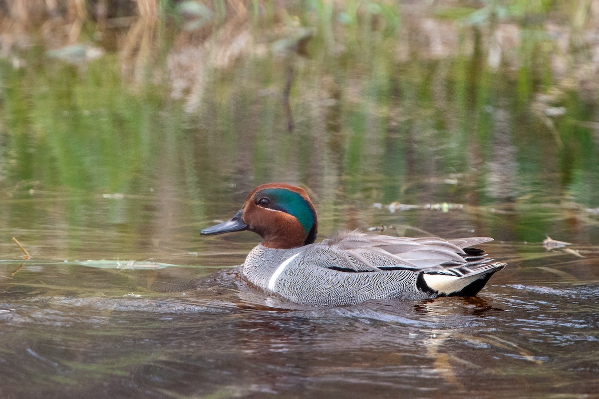 Green-winged Teal - ML618994800