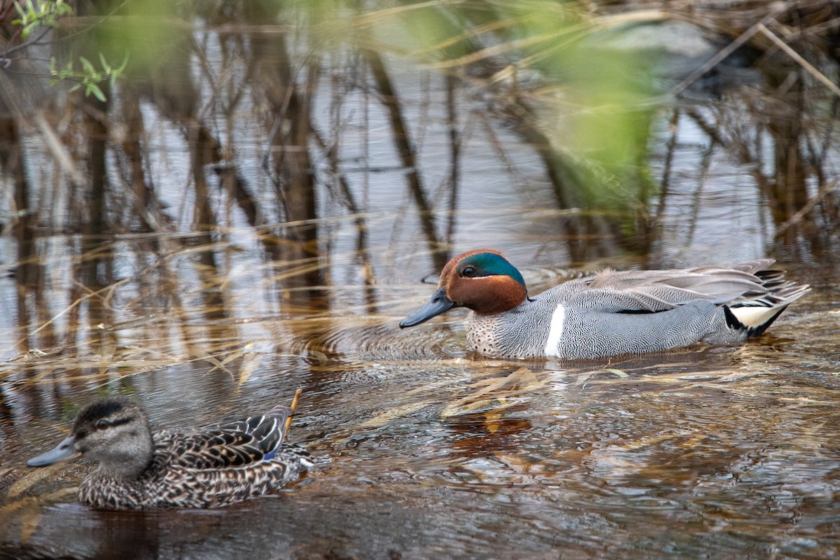 Green-winged Teal - ML618994801
