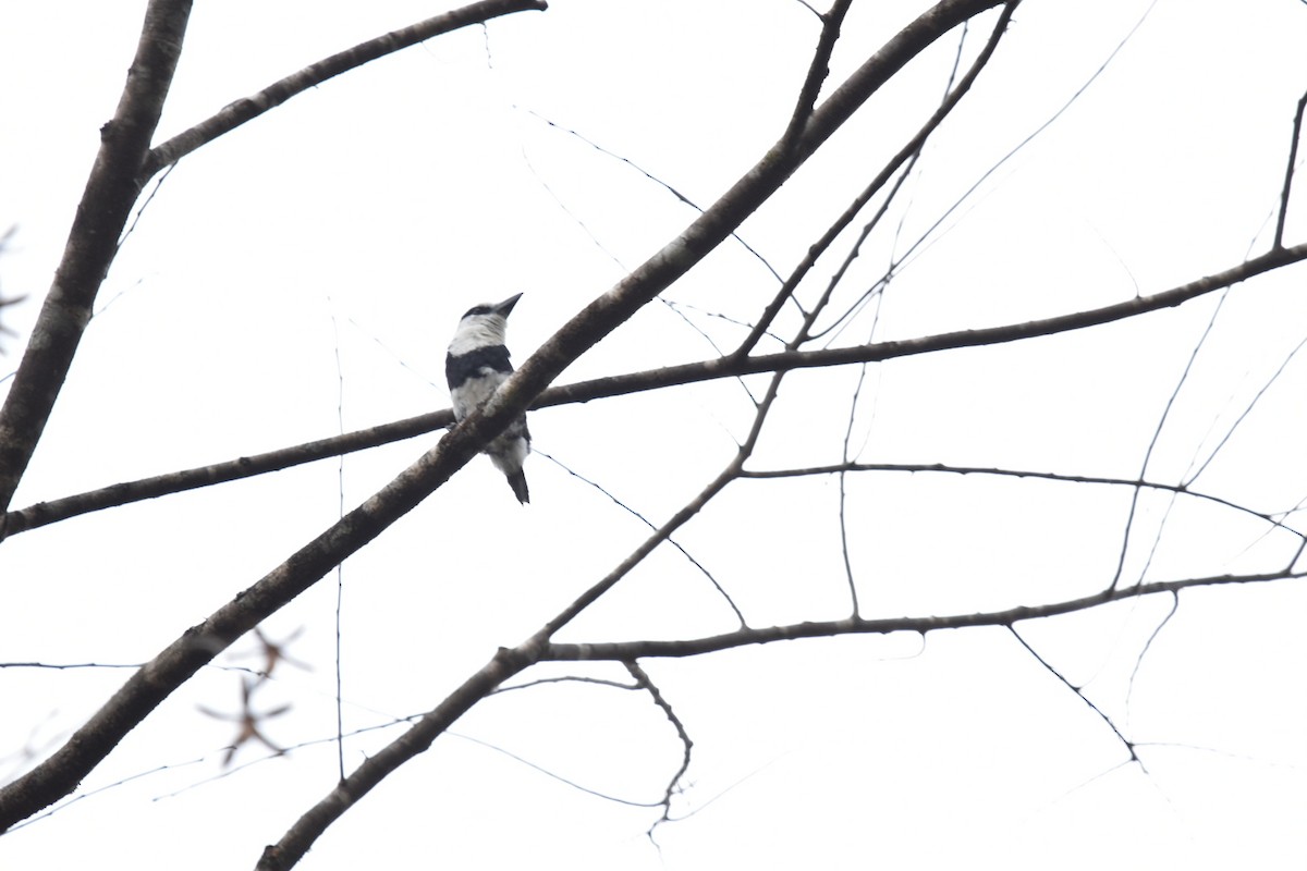 White-necked Puffbird - ML618994810