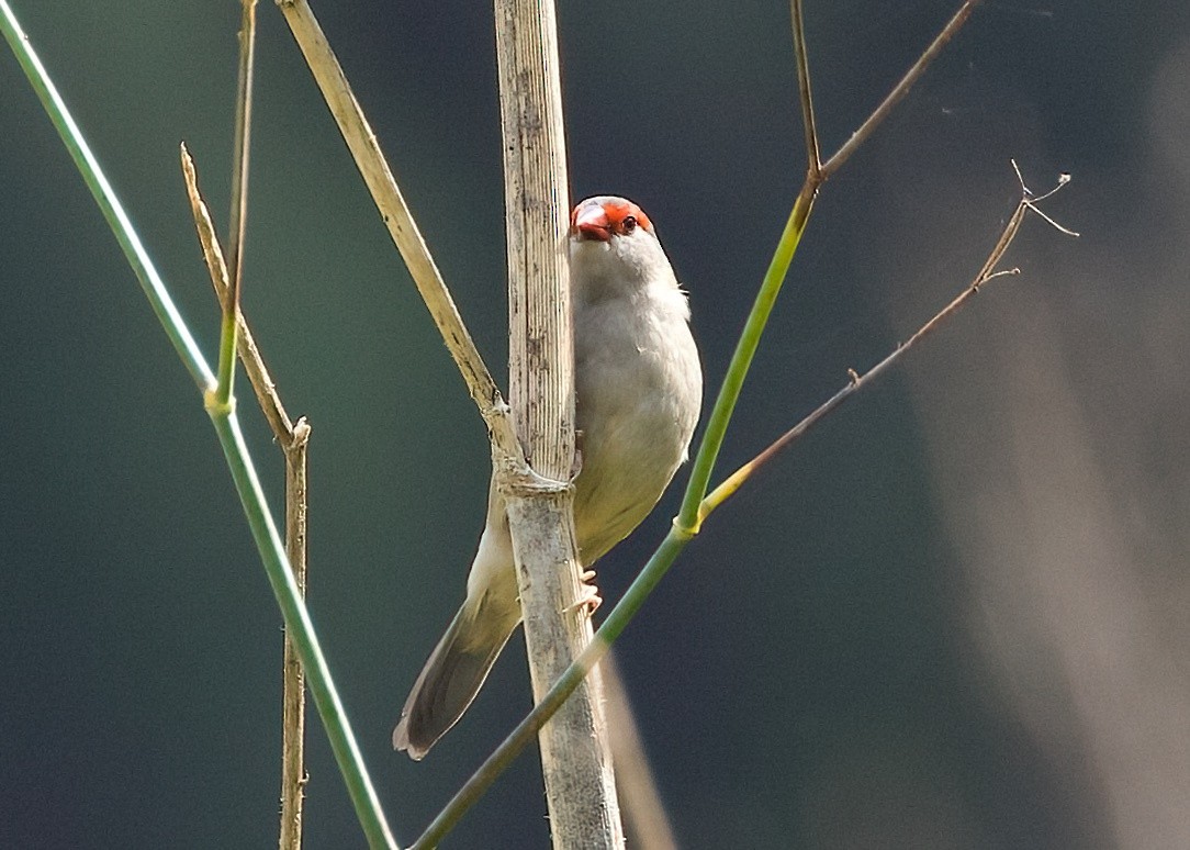 Red-browed Firetail - ML618994812