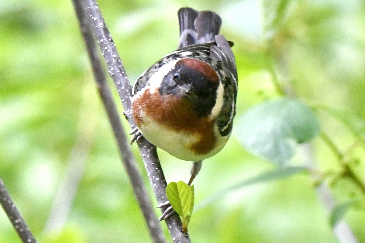 Bay-breasted Warbler - ML618994864