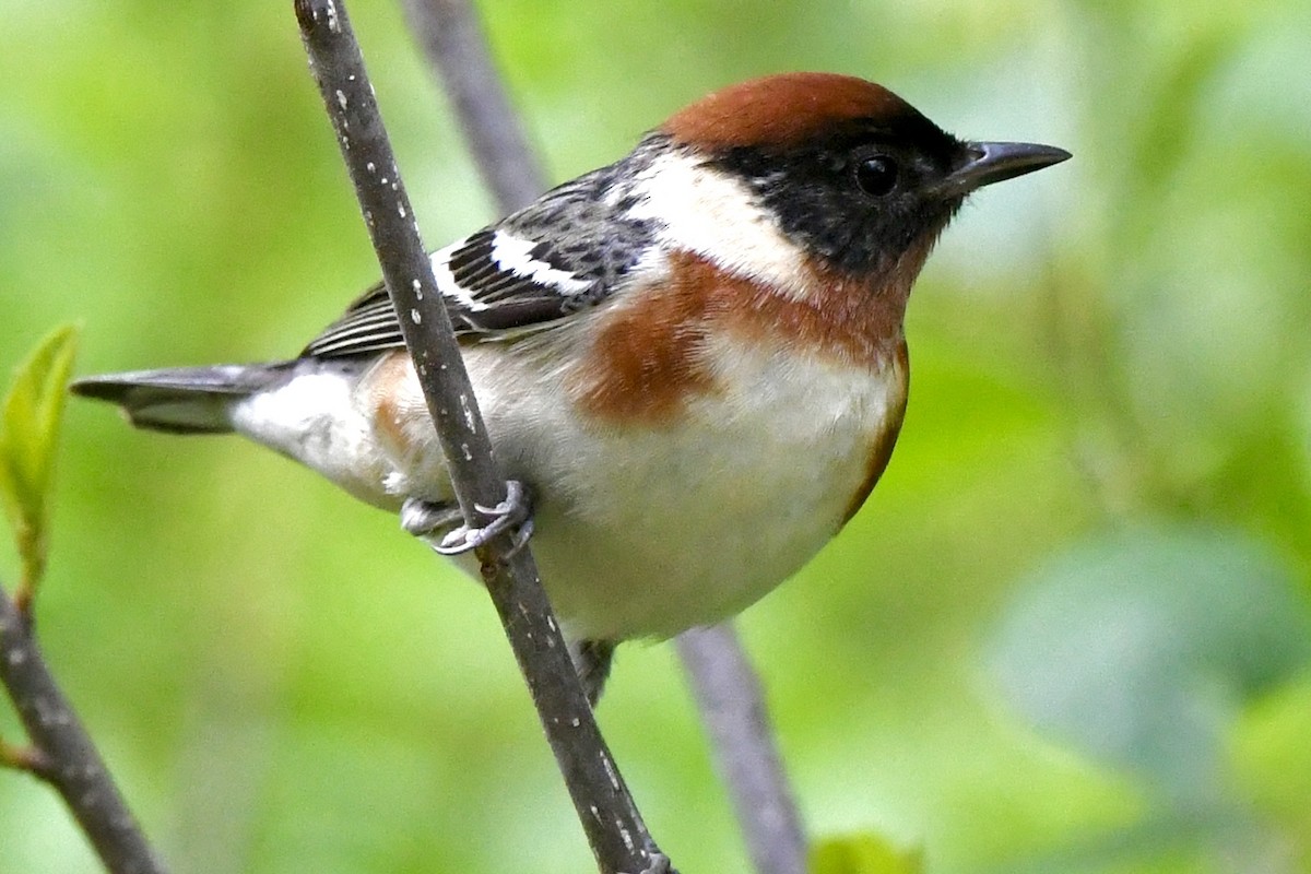 Bay-breasted Warbler - ML618994865
