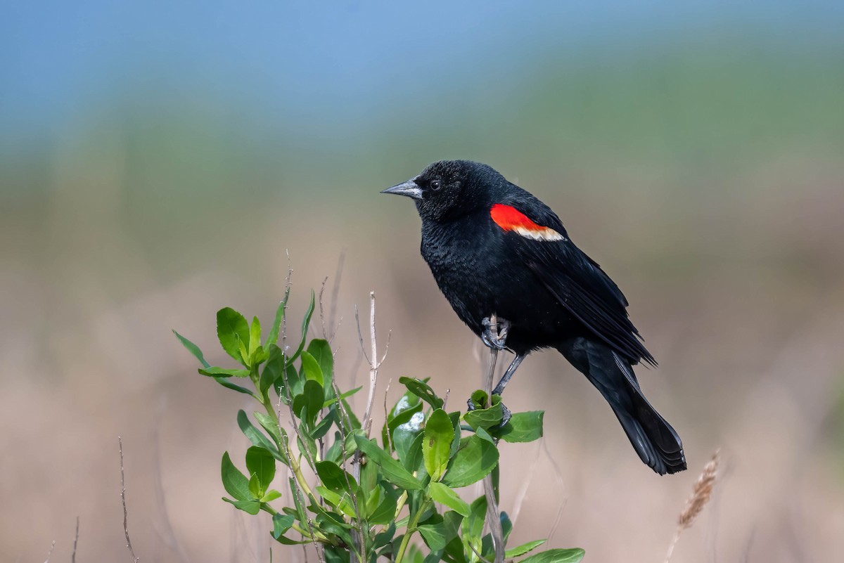 Red-winged Blackbird - ML618994895