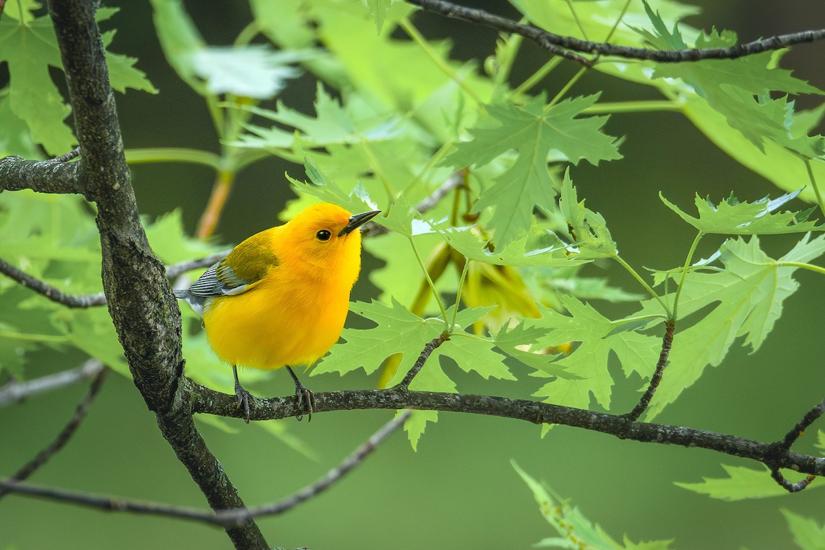 Prothonotary Warbler - ML618994896