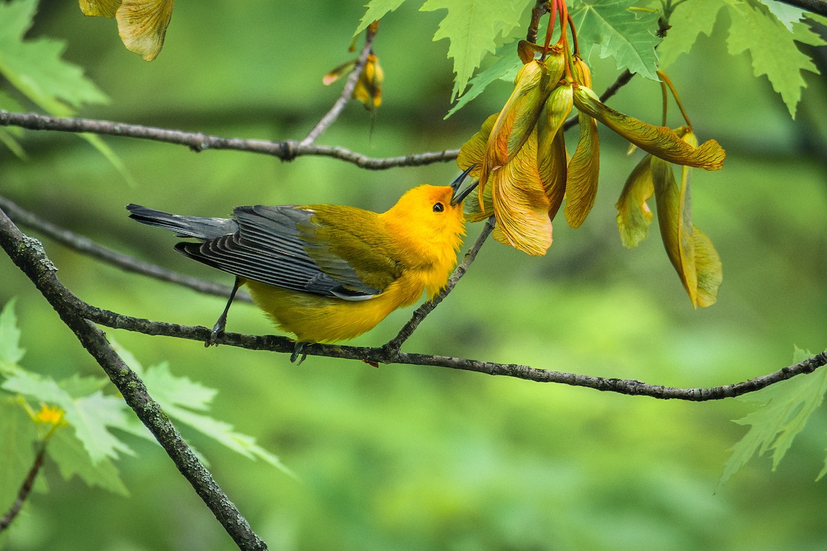 Prothonotary Warbler - ML618994904