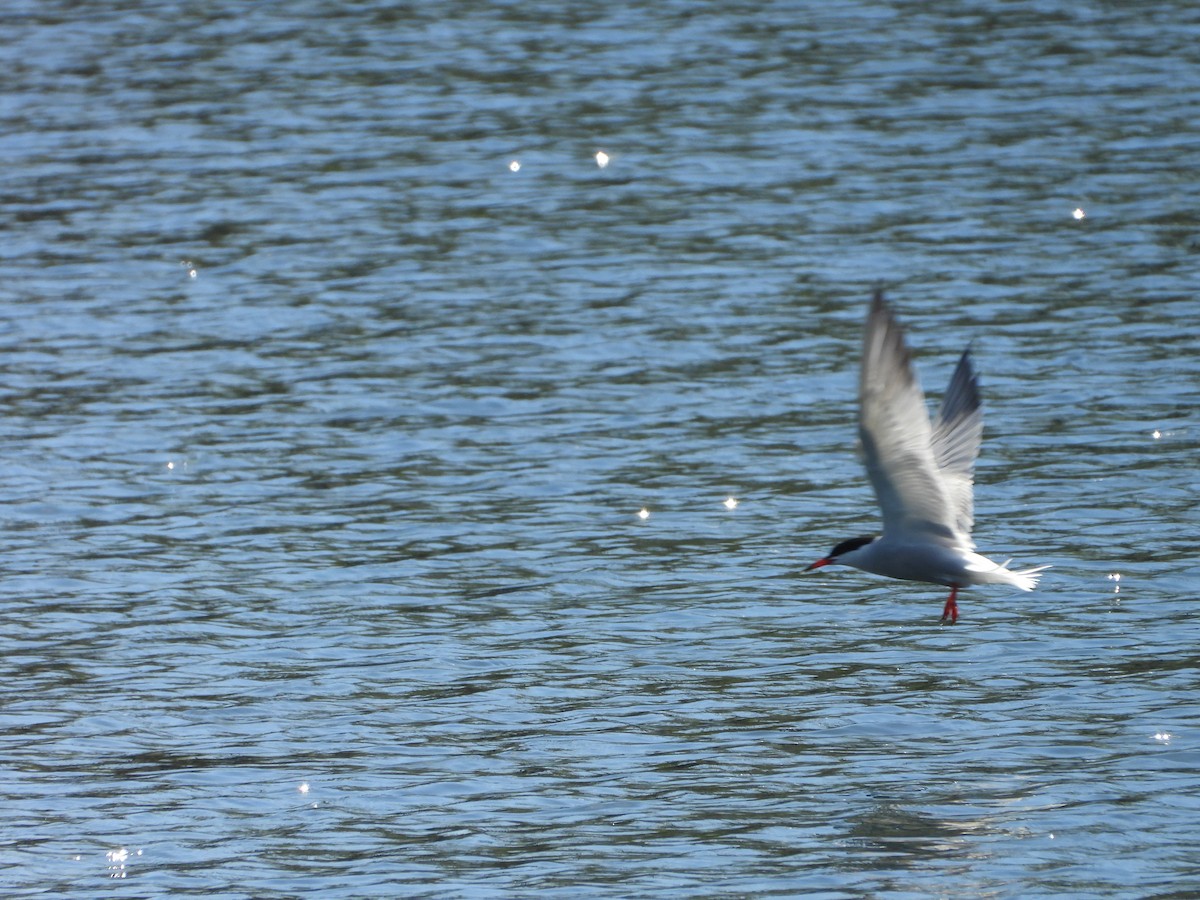Common Tern - valerie pelchat