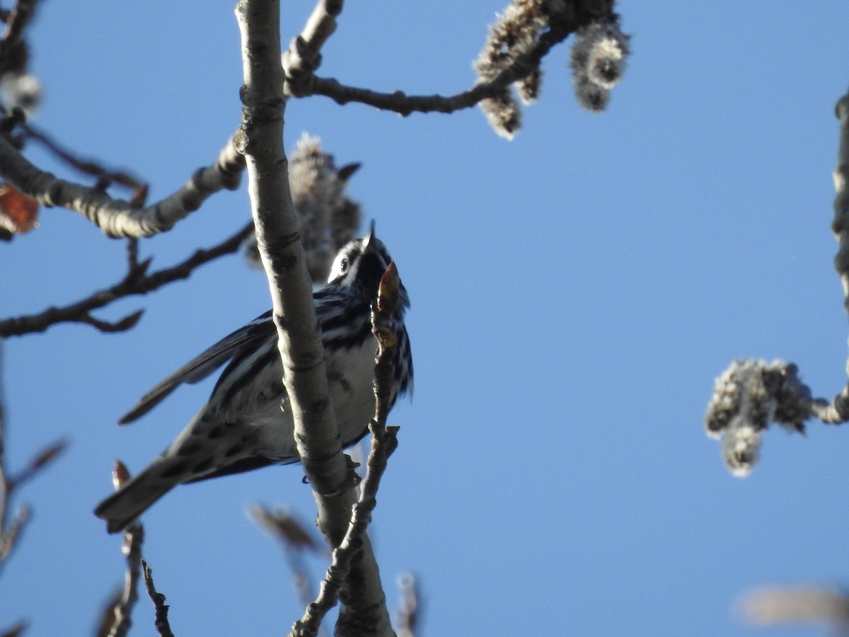 Black-and-white Warbler - ML618994968