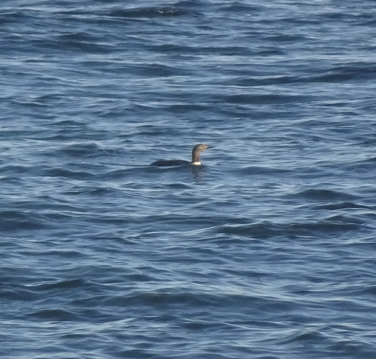 Red-throated Loon - ML618994969