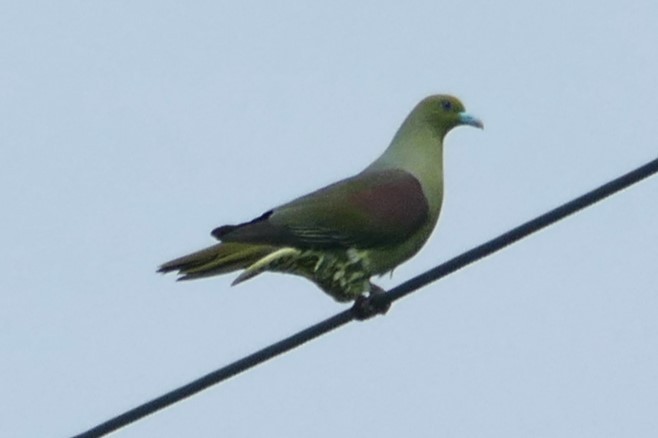 Whistling Green-Pigeon (Taiwan) - ML618994993