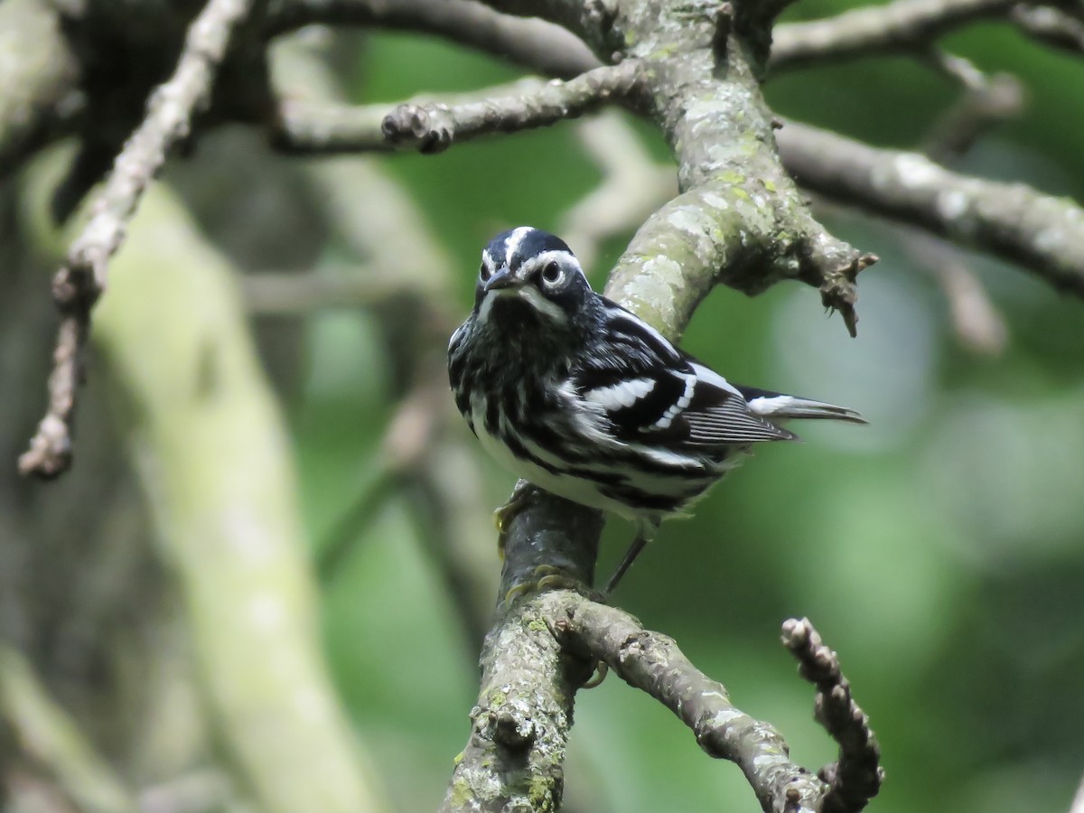 Black-and-white Warbler - ML618995002