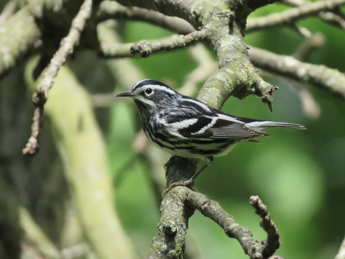 Black-and-white Warbler - ML618995003
