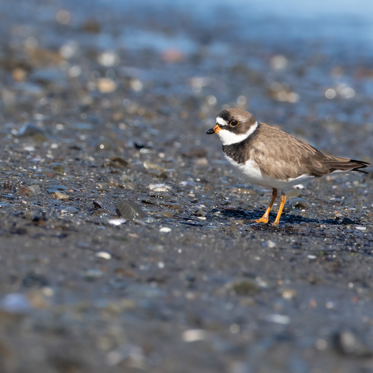 Semipalmated Plover - ML618995023