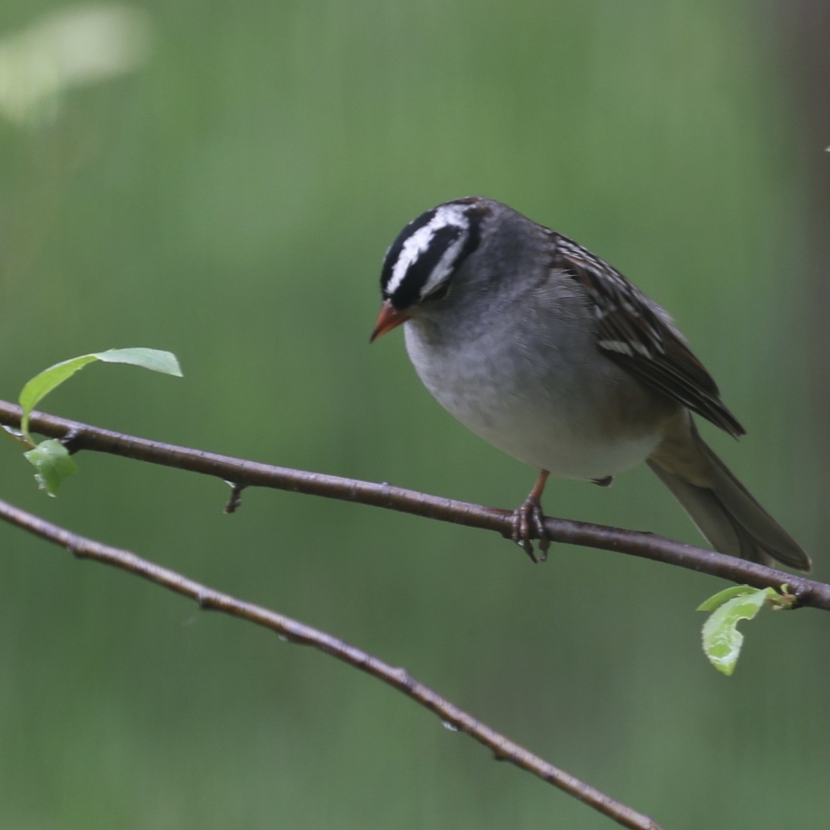 White-crowned Sparrow - ML618995099