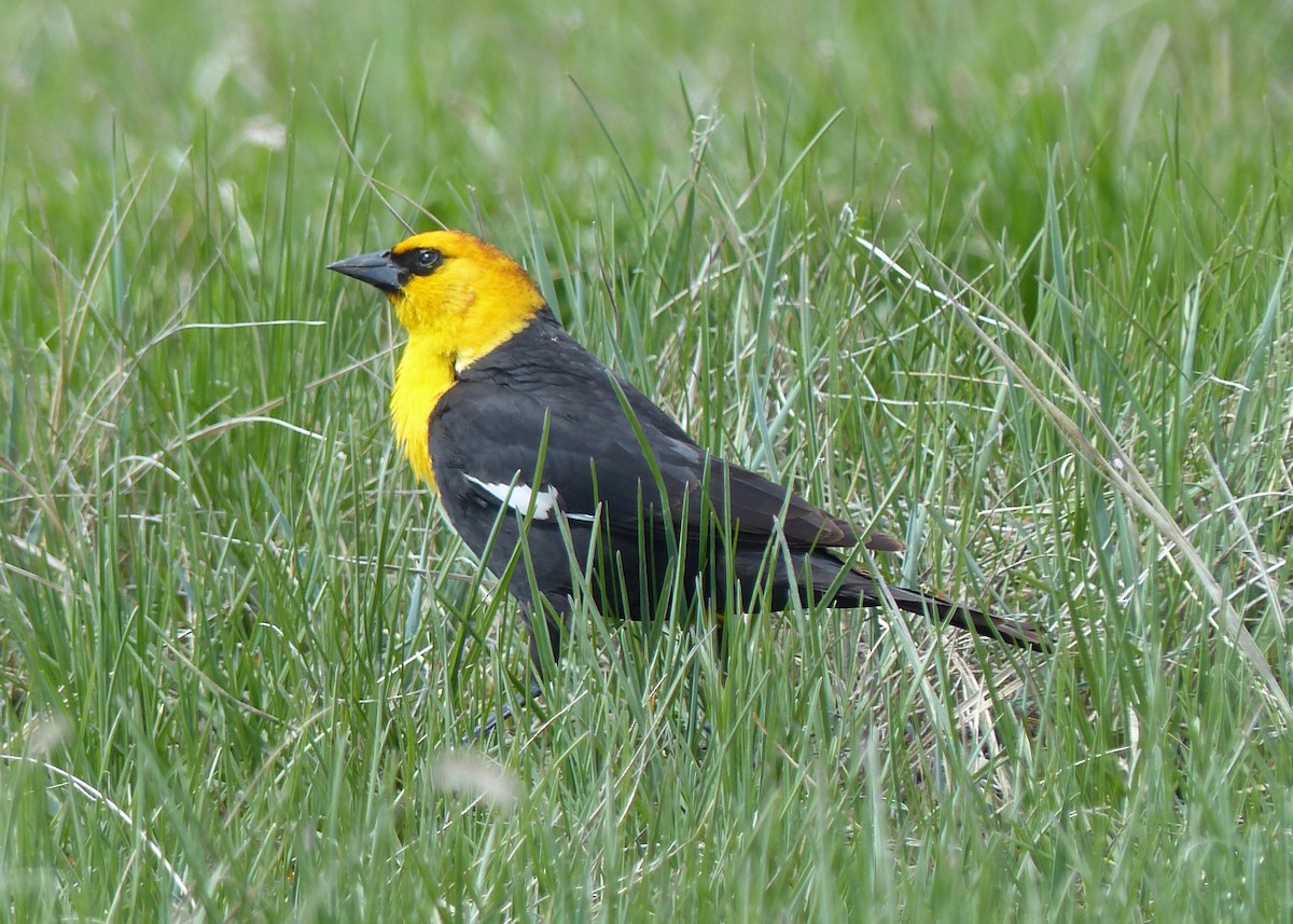 Yellow-headed Blackbird - Jennifer Bryden