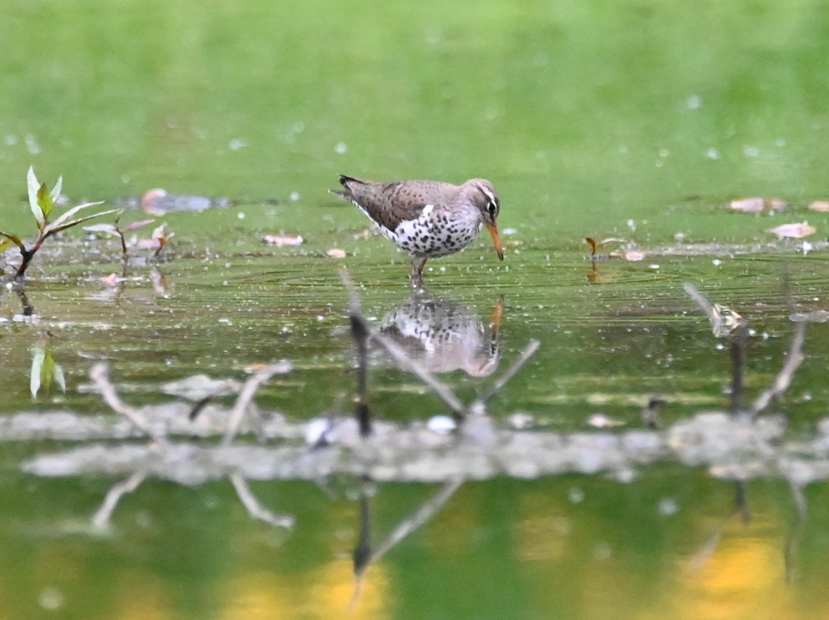 Spotted Sandpiper - Heather Buttonow