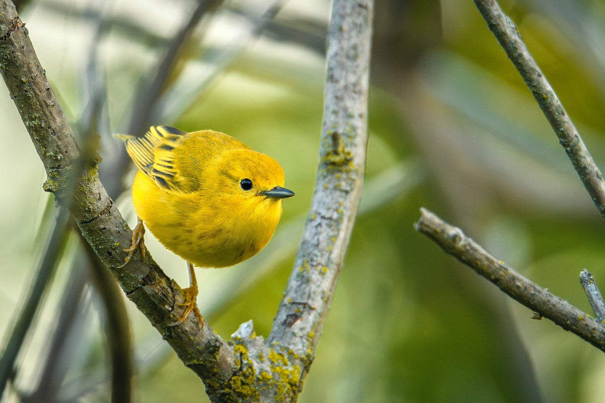 Yellow Warbler (Northern) - ML618995190