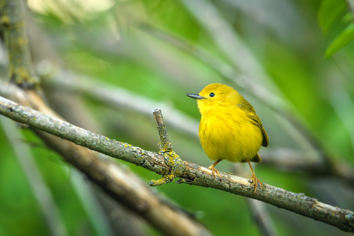 Yellow Warbler (Northern) - ML618995192