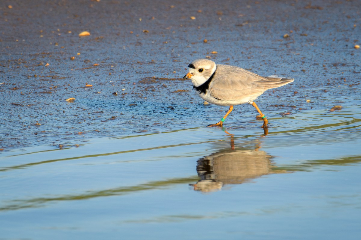 Piping Plover - ML618995244