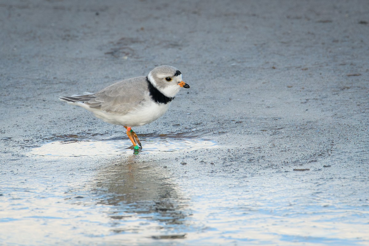 Piping Plover - ML618995245
