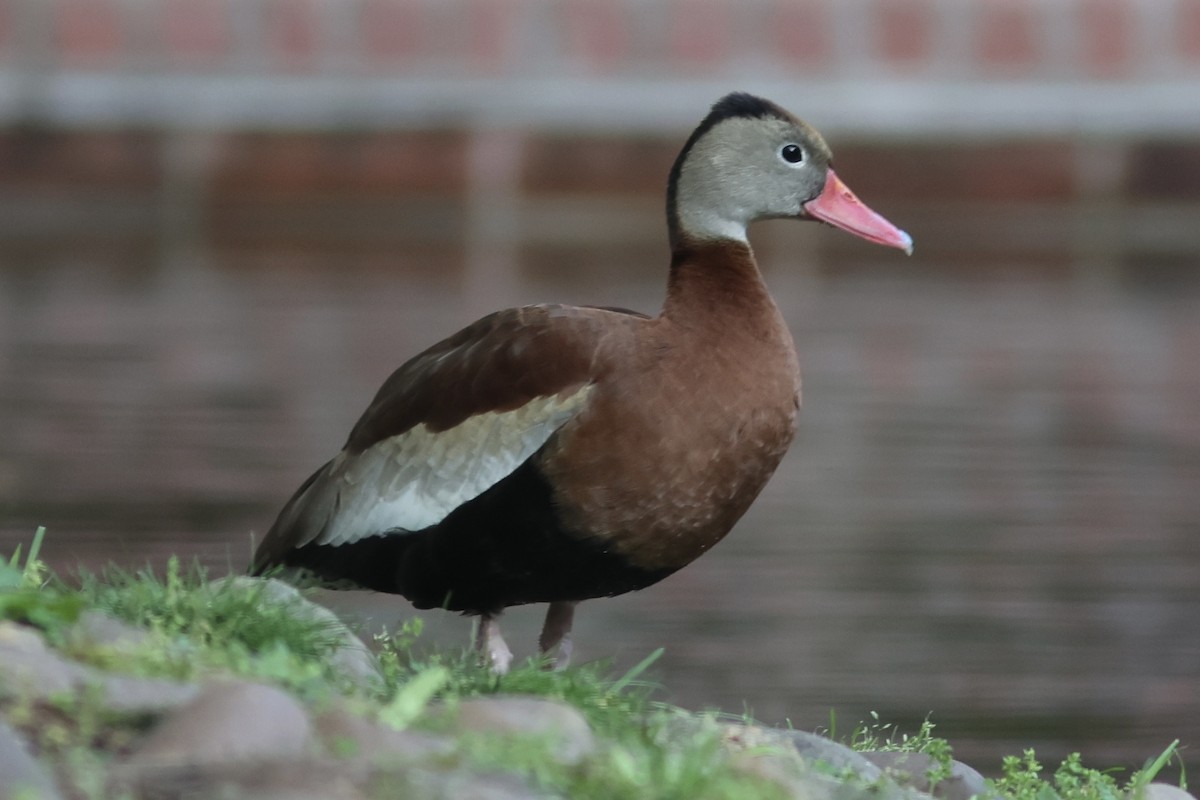 Black-bellied Whistling-Duck - ML618995270