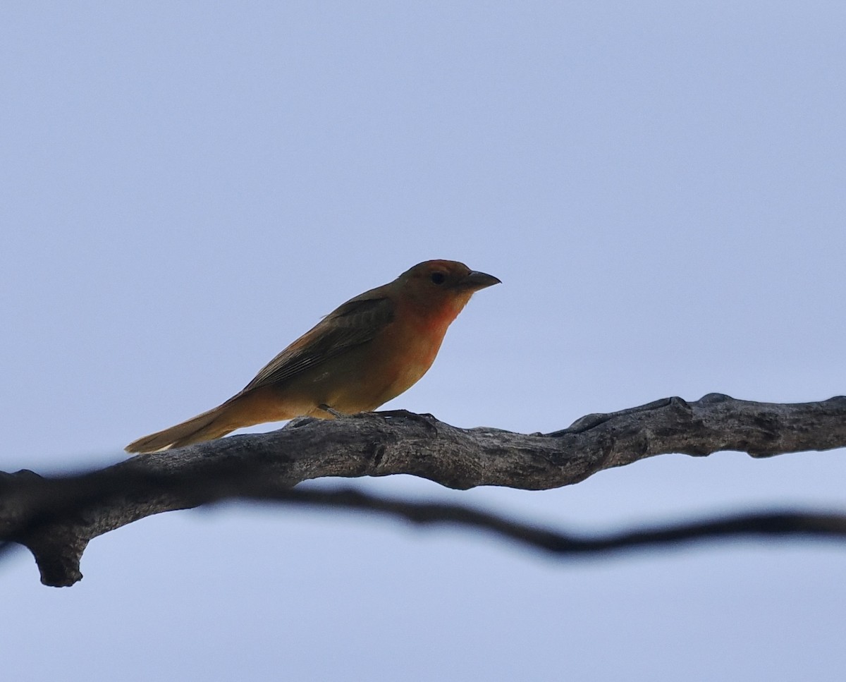 Summer Tanager - Bob Foehring