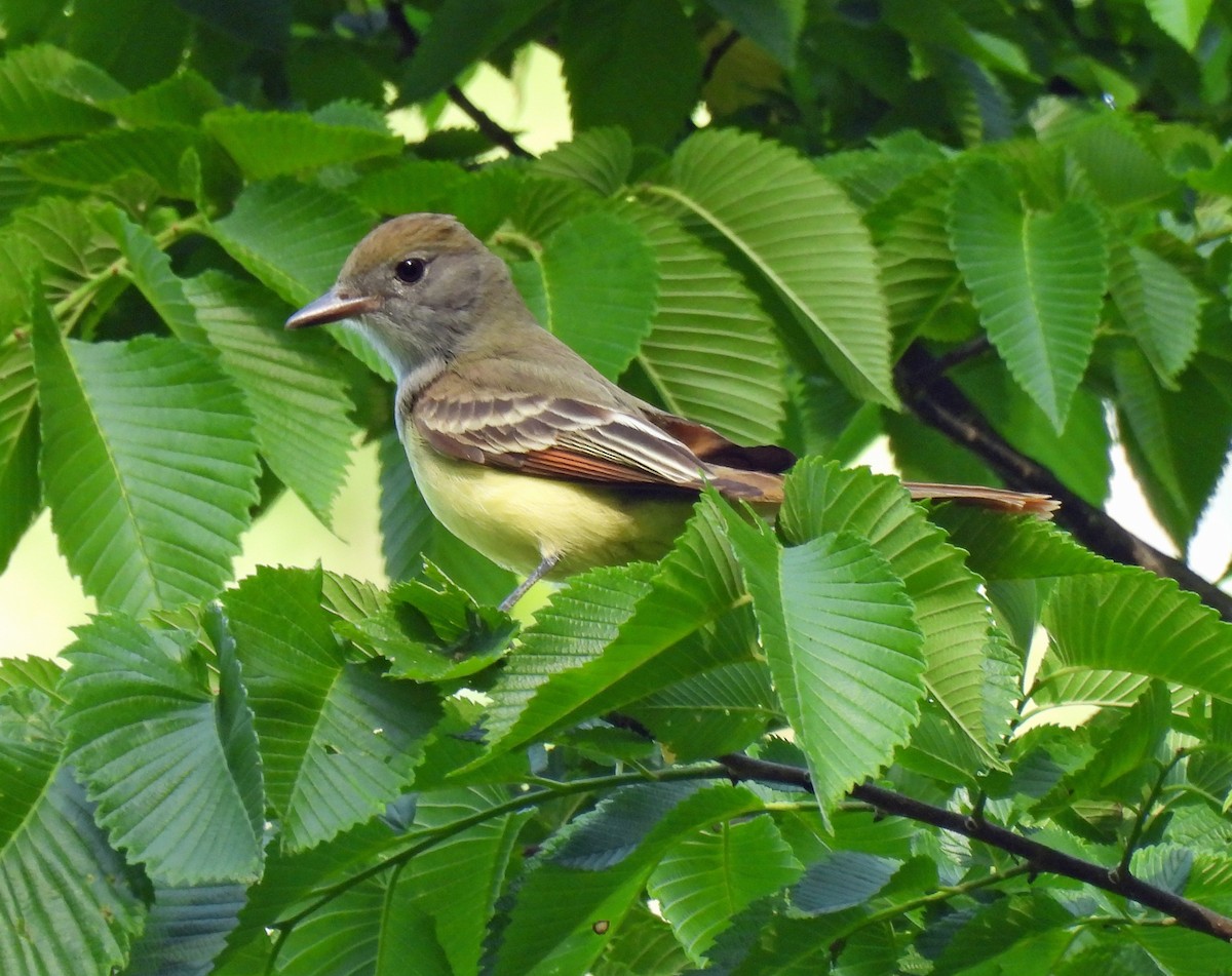 Great Crested Flycatcher - ML618995358