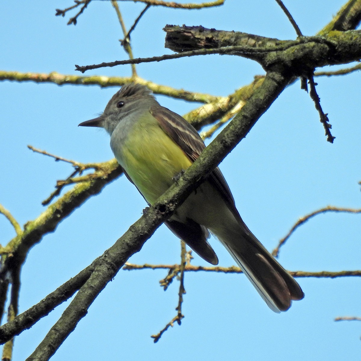 Great Crested Flycatcher - ML618995359