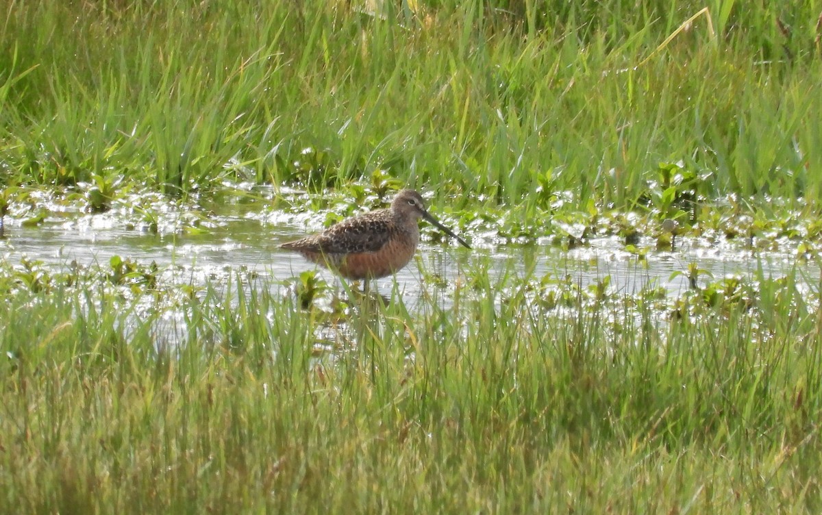Long-billed Dowitcher - ML618995399