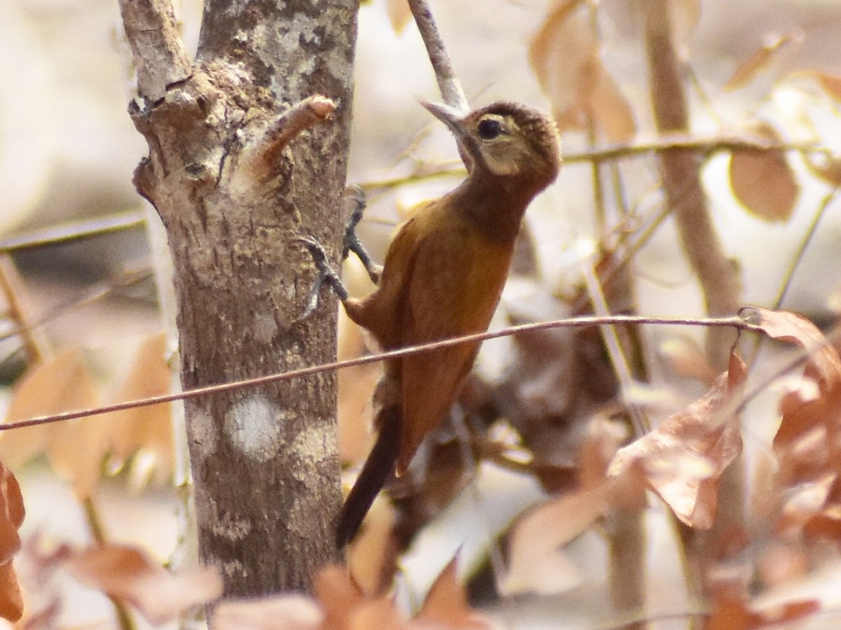 Smoky-brown Woodpecker - ML618995412