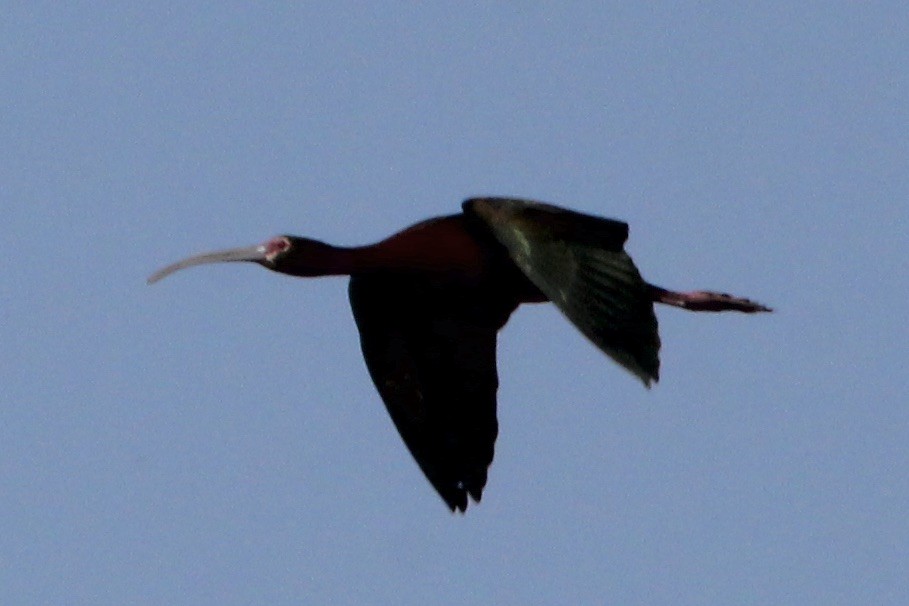 ibis americký - ML618995432
