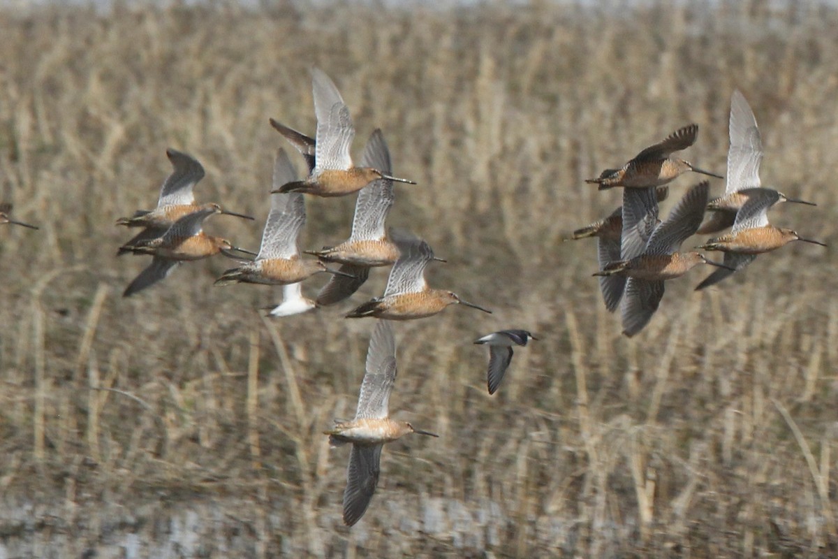 Long-billed Dowitcher - ML618995489