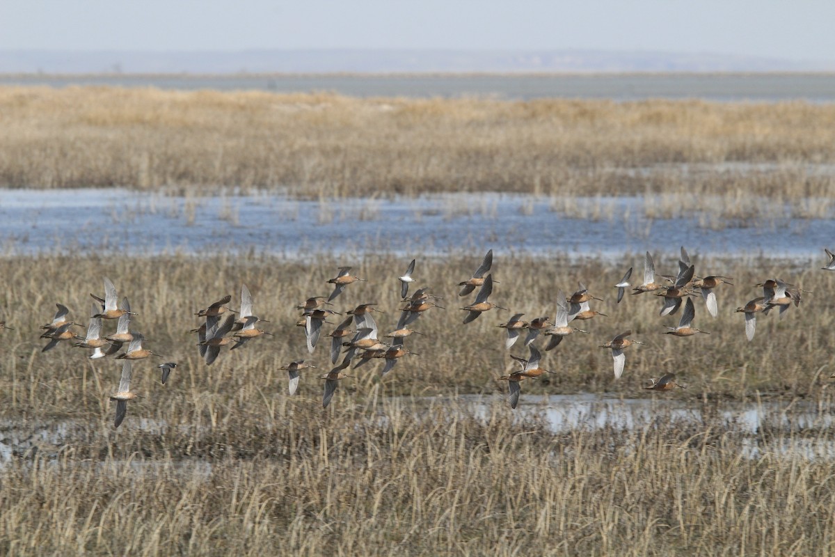 Long-billed Dowitcher - ML618995511
