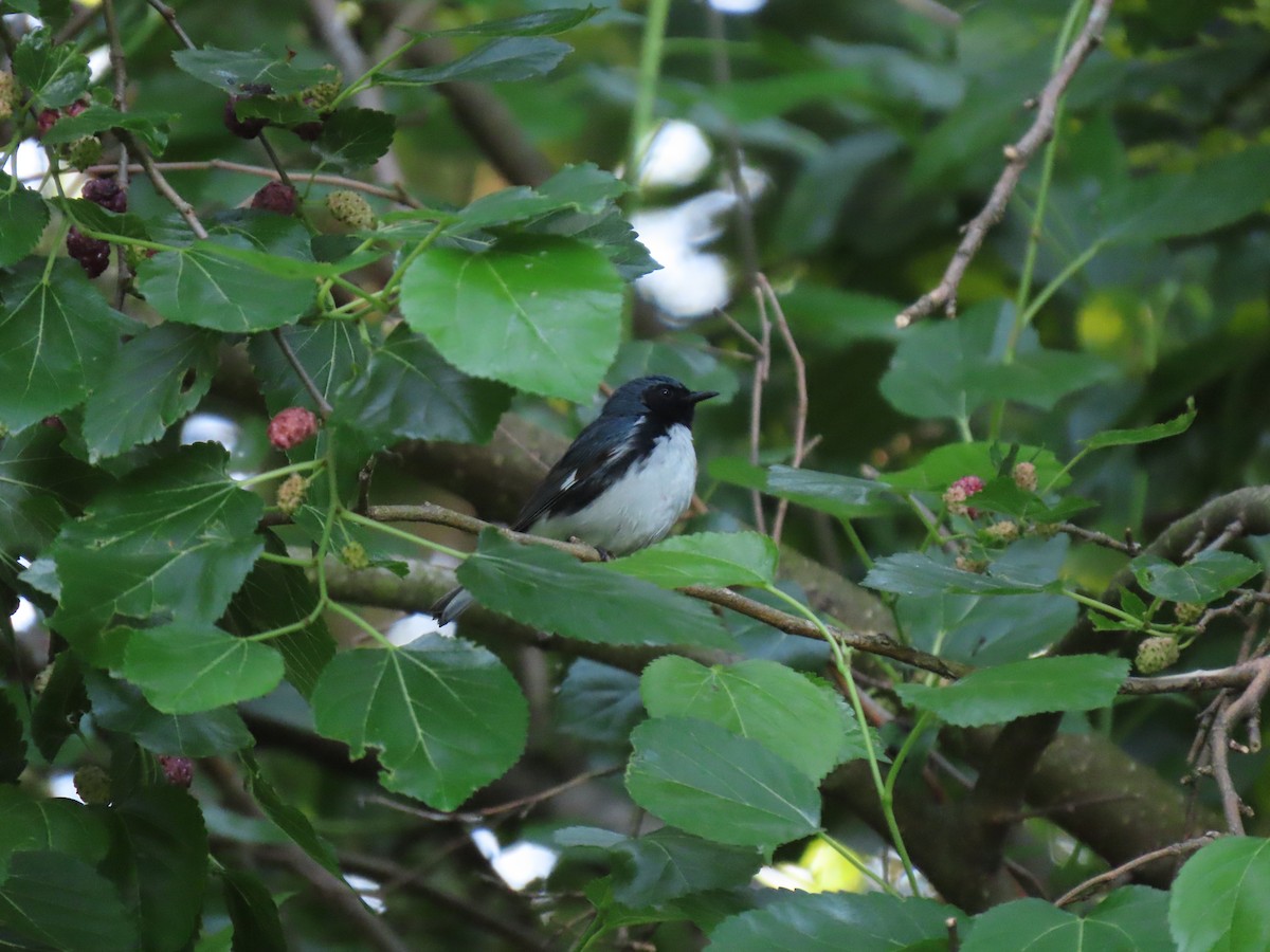 Black-throated Blue Warbler - ML618995522