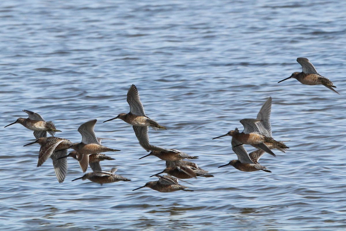 Long-billed Dowitcher - ML618995541