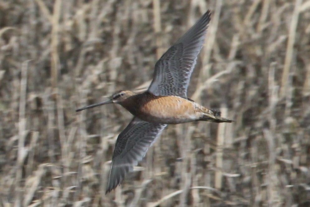 Long-billed Dowitcher - ML618995544