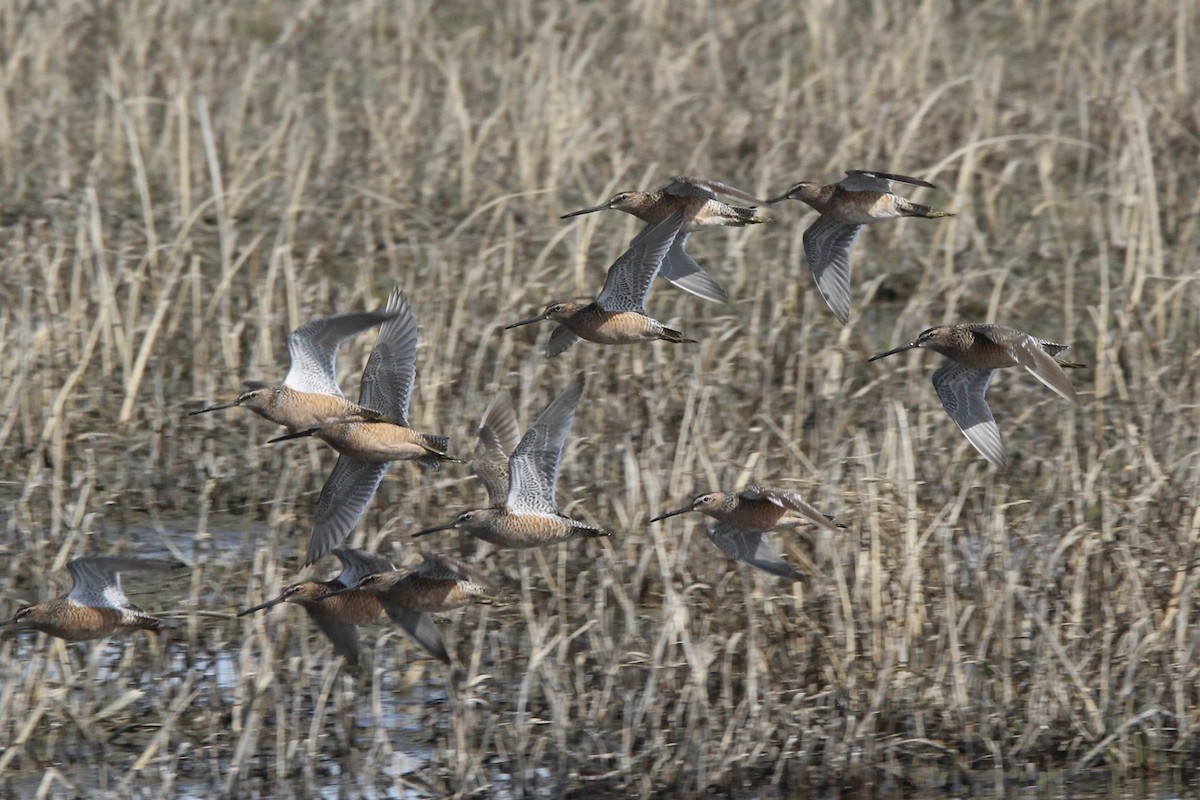 Long-billed Dowitcher - ML618995553